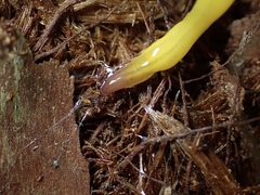 Fletchamia mediolineata