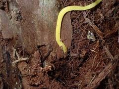 Fletchamia mediolineata