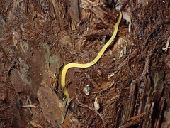 Fletchamia mediolineata