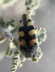 Acmaeodera tuta
