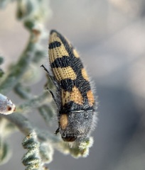 Acmaeodera tuta