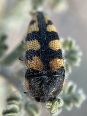 Acmaeodera tuta