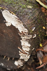 Datronia brunneoleuca