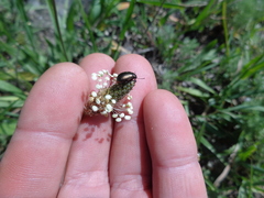 Chrysolina oricalcia