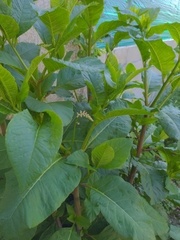 Phytolacca americana