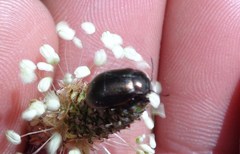 Chrysolina oricalcia