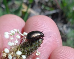 Chrysolina oricalcia