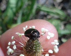 Chrysolina oricalcia