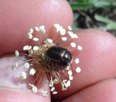 Chrysolina oricalcia