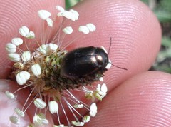 Chrysolina oricalcia