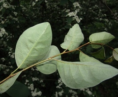 Cotoneaster multiflorus