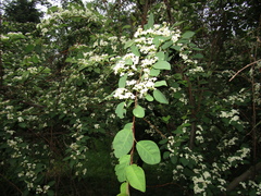 Cotoneaster multiflorus