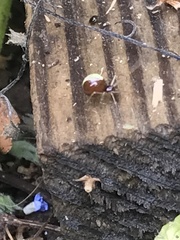 Neottiura bimaculata