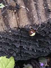 Neottiura bimaculata