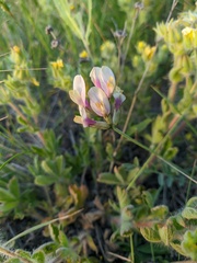 Astragalus glaucus