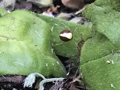 Neottiura bimaculata