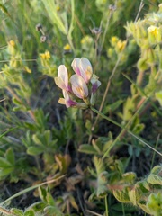Astragalus glaucus