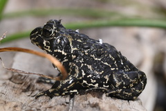 Anaxyrus exsul