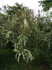 Cotoneaster multiflorus