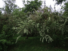 Cotoneaster multiflorus