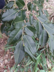 Denhamia bilocularis