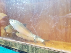 Alosa pseudoharengus