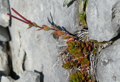 Epilobium rubro-marginatum