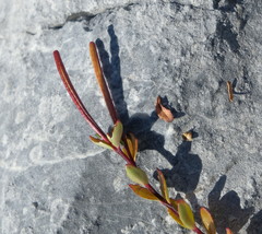 Epilobium rubro-marginatum