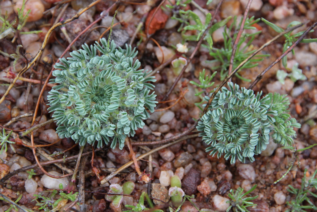 Oxalis furcillata var. furcillata BULBS