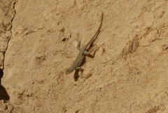 Sceloporus merriami