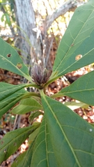 Vernonia mecistophylla image