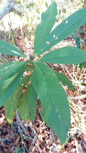 Vernonia mecistophylla image