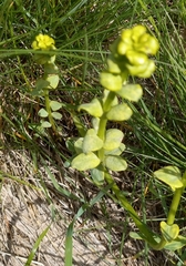 Euphorbia virgata