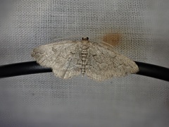 Ramitia obliquelineata