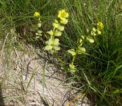 Euphorbia virgata