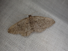 Ramitia obliquelineata