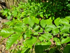 Carpinus orientalis