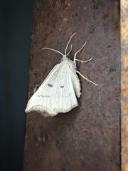 Eilicrinia subcordaria