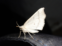 Eilicrinia subcordaria