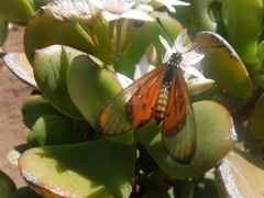 Acraea neobule