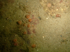 Dendrodoa grossularia