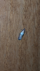 Plodia interpunctella