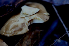 Lactifluus leonardii