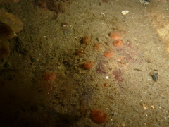 Dendrodoa grossularia