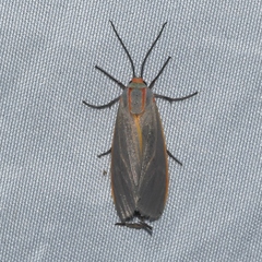 Pygarctia abdominalis