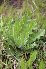 Cirsium acaule esculentum