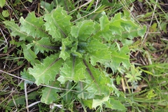 Cirsium acaule esculentum