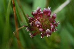 Trifolium variegatum