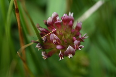 Trifolium variegatum