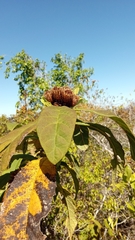 Oliganthes